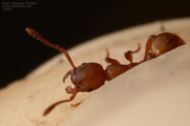 Myrmica gallienii - mocsári bütyköshangya