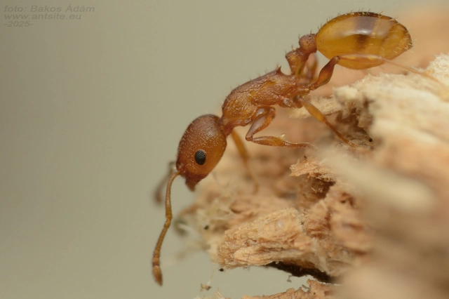 Temnothorax turcicus - sárga kéreghangya