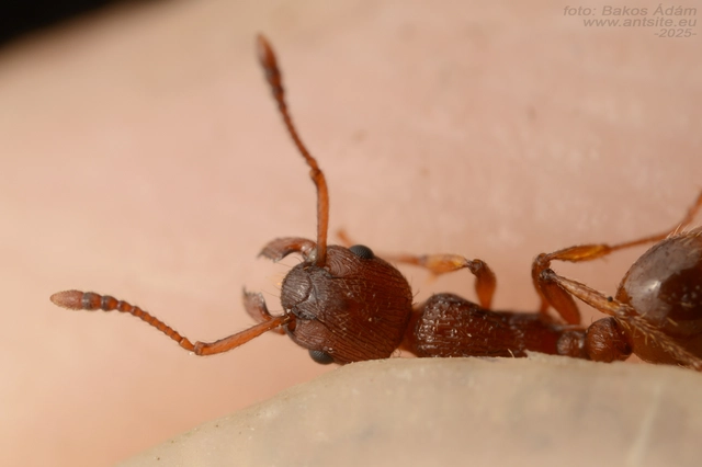 Myrmica gallienii - mocsári bütyköshangya