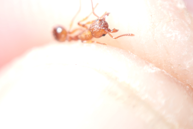 Myrmica sabuleti - gyakori bütyköshangya