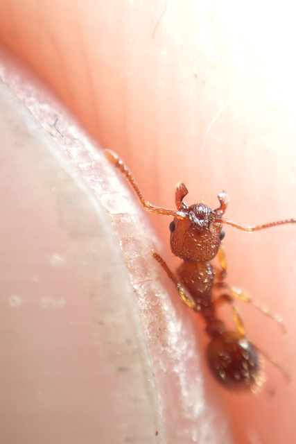 Myrmica scabrinodis - réti bütyköshangya
