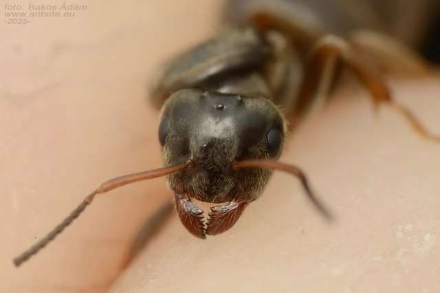 Lasius platythorax - erdei feketehangya