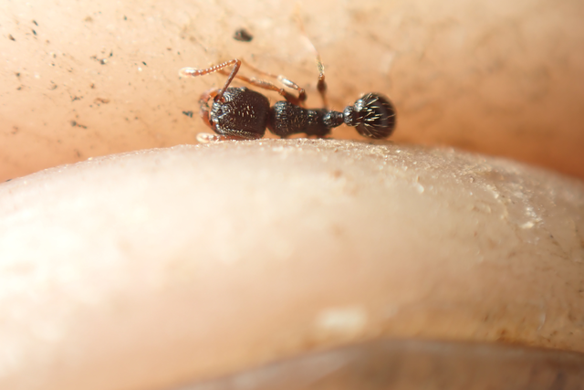 Tetramorium