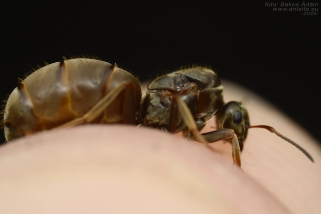 Lasius bombycina - pusztai feketehangya