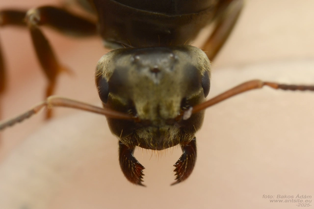 Lasius bombycina - pusztai feketehangya