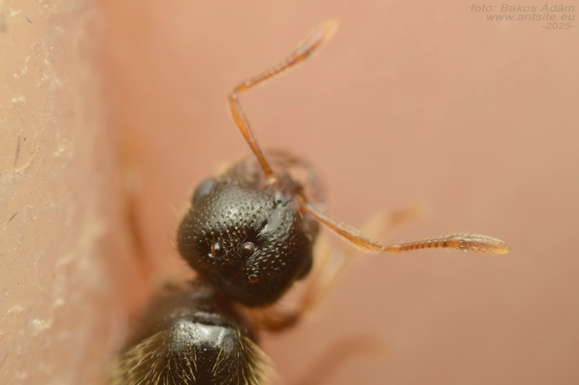 Solenopsis fugax - tolvajhangya