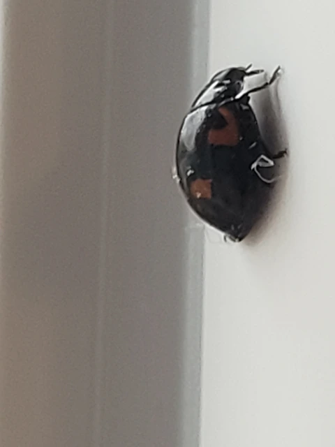 Exochomus quadripustulatus - négyfoltos szerecsenkata
