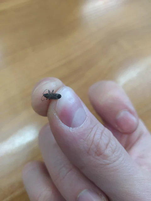 Rhyparochromidae - földibodobácsok