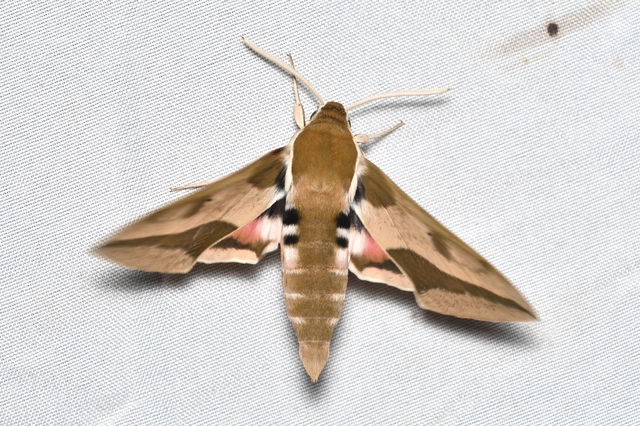 Hyles euphorbiae - kutyatejszender