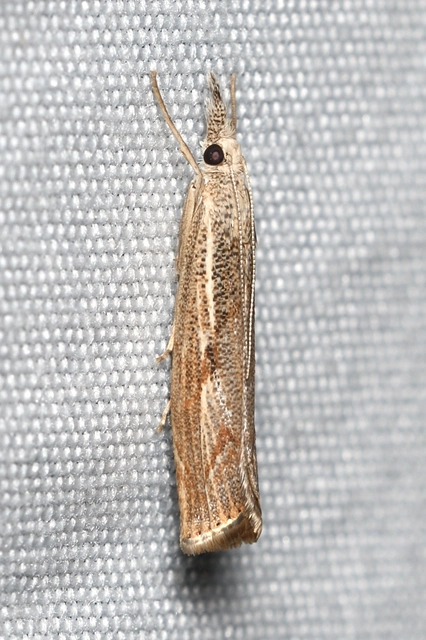Agriphila geniculea - parlagi fűgyökérmoly