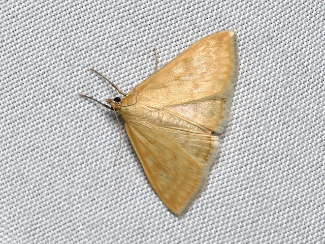 Sitochroa verticalis - világossárga dudvamoly