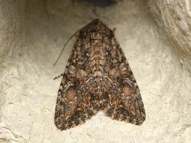 Hadula trifolii - lóherebagoly