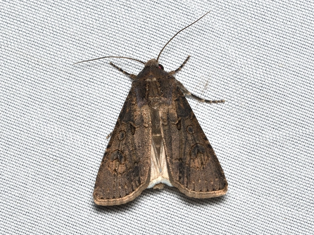 Agrotis segetum - vetési földibagoly