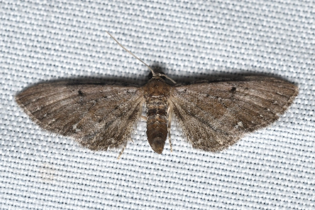 Eupithecia absinthiata - üröm-törpearaszoló
