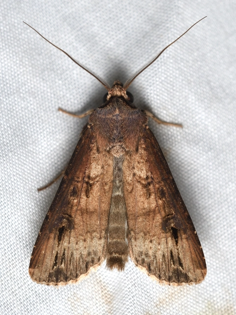 Agrotis ipsilon - nagy földibagoly