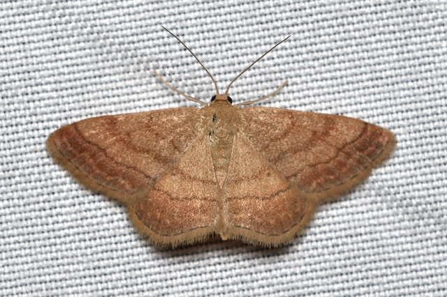 Scopula rubiginata - réti pirosaraszoló