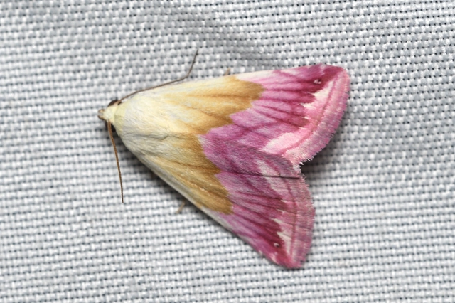 Eublemma purpurina - bíboros törpebagoly