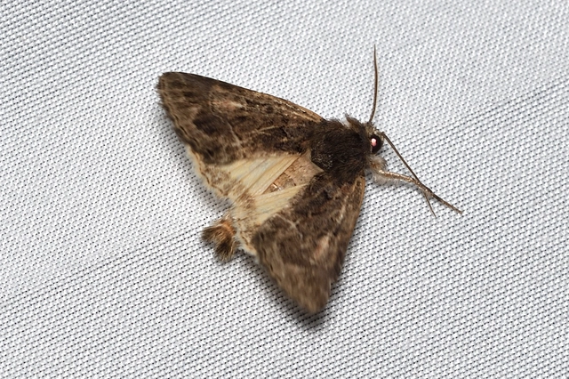 Thalpophila matura - fakó erdeibagoly