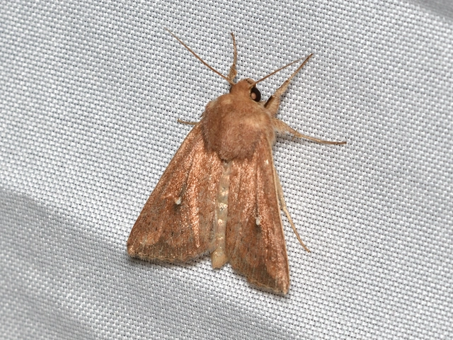 Mythimna albipuncta - fehérpettyes rétibagoly