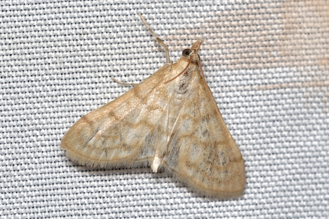 Paracorsia repandalis - szalmaszínű tűzmoly
