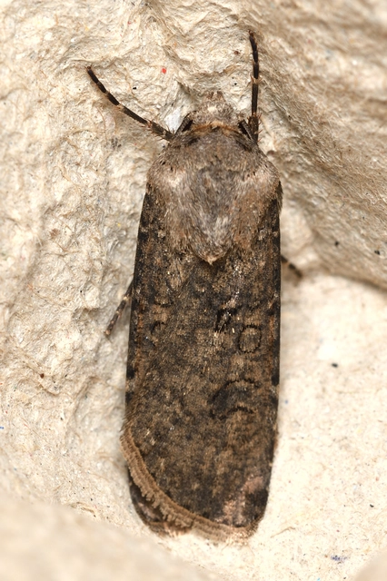 Agrotis segetum - vetési földibagoly