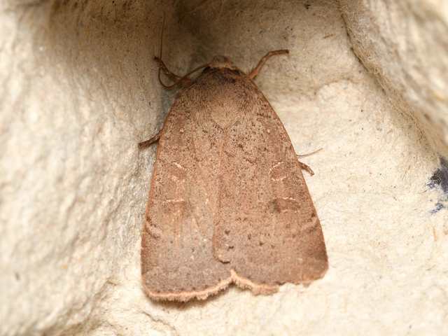 Noctua comes - kis sárgafűbagoly