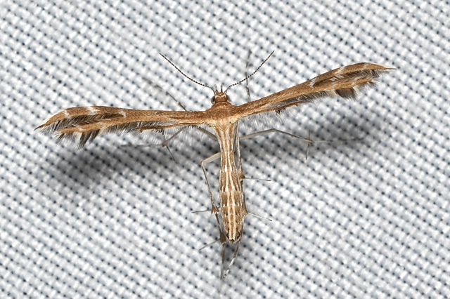 Pterophoridae - tollasmolyfélék