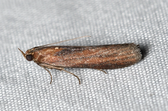 Selagia spadicella - kékfényű karcsúmoly