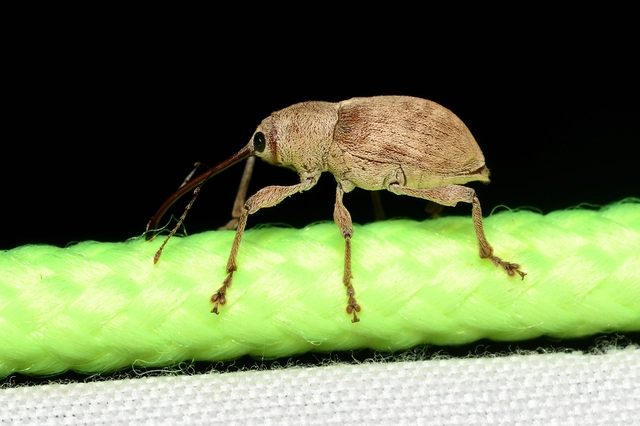 Curculio elephas - gesztenyezsuzsóka