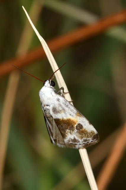 Ponometia candefacta - parlagfűbagoly