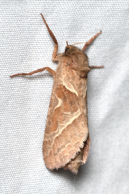 Triodia sylvina - kis gyökérrágólepke