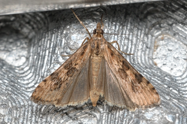 Nomophila noctuella - közönséges vándormoly