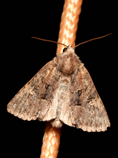 Mesapamea secalella/secalis
