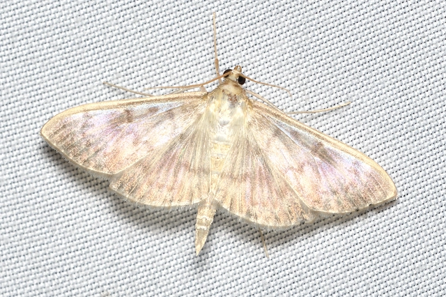 Patania ruralis - csalánevő tűzmoly