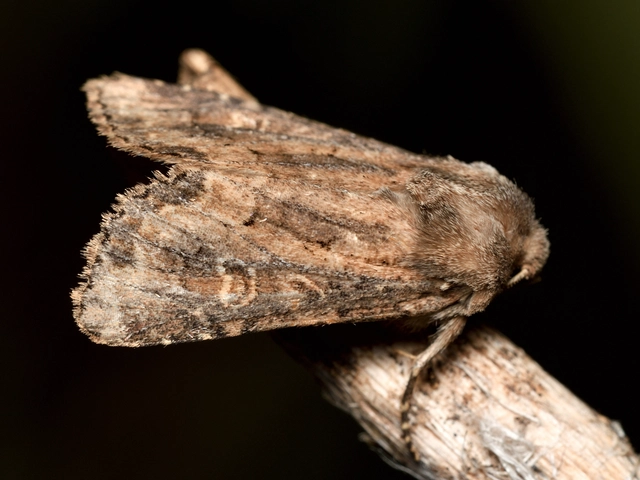 Luperina testacea - barnás szürkebagoly