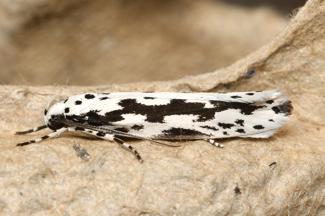 Ethmia