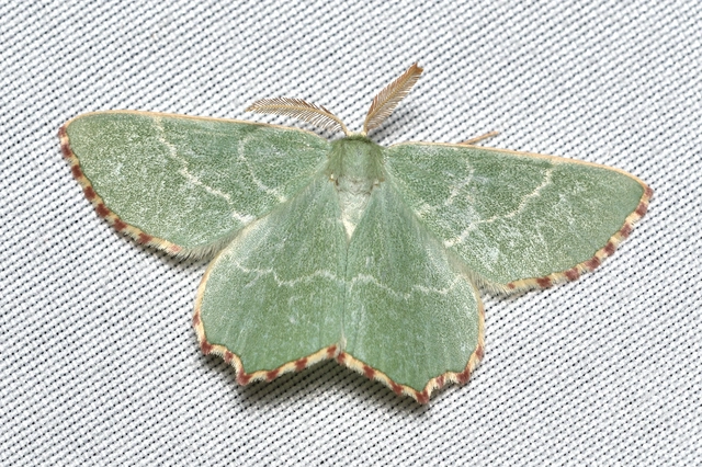 Thalera fimbrialis - csipkésszélű zöldaraszoló