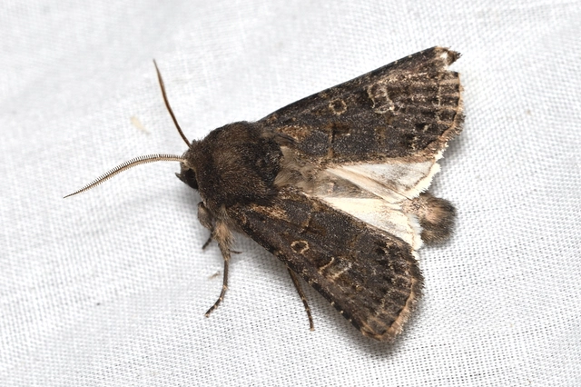 Tholera cespitis - sötét fésűsbagoly