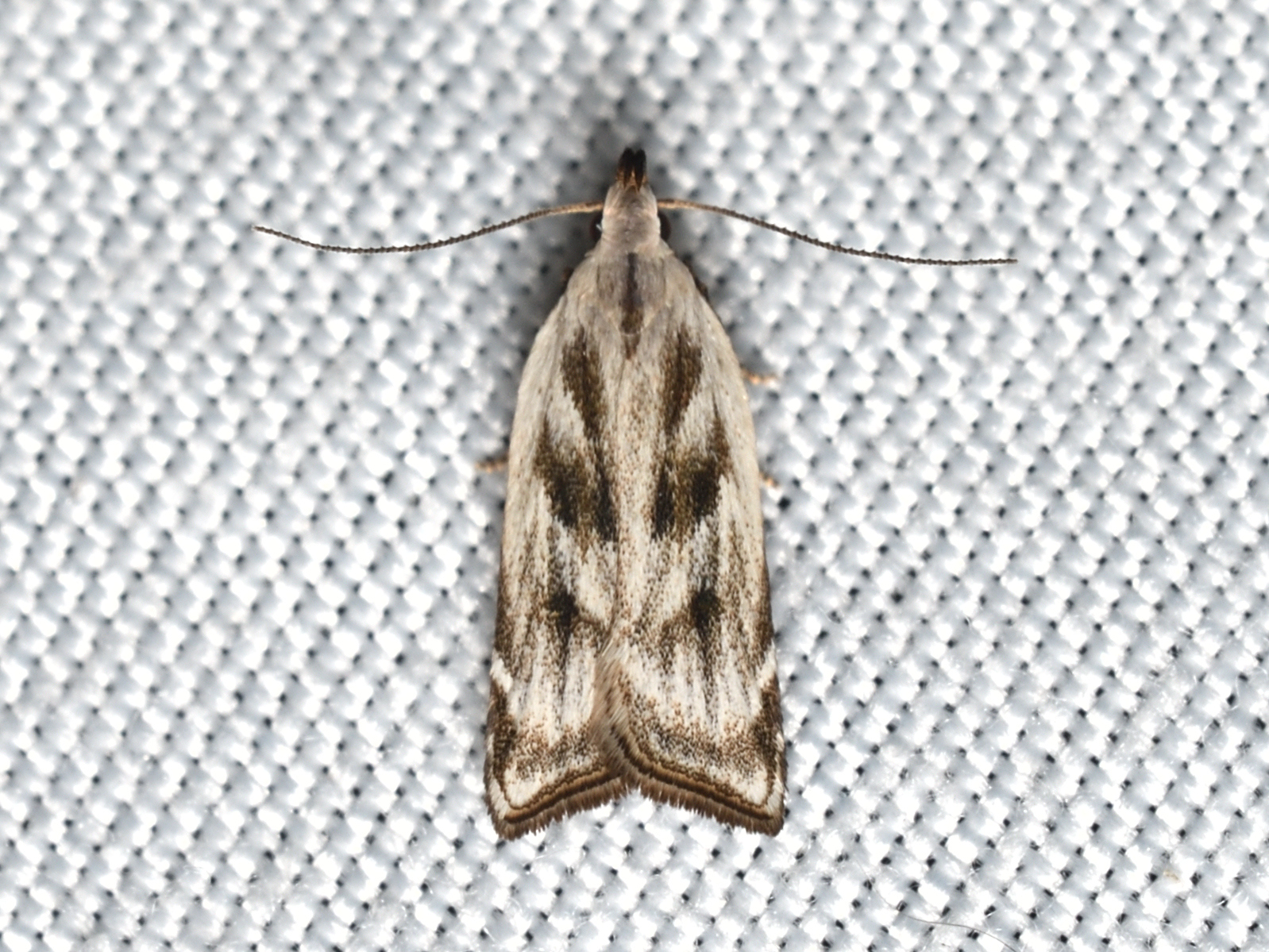 szibériai sarlósmoly - Dichomeris rasilella