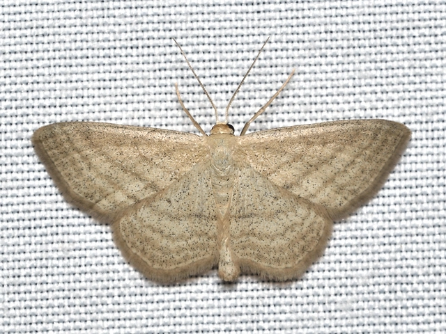 Scopula virgulata - vesszős sávosaraszoló