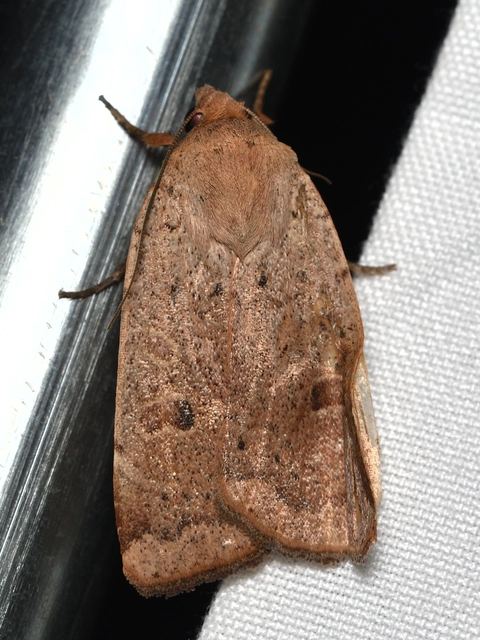 Noctua comes - kis sárgafűbagoly