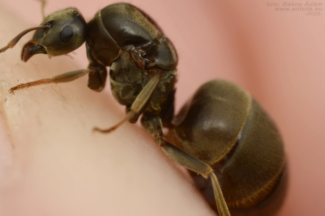 Lasius bombycina - pusztai feketehangya