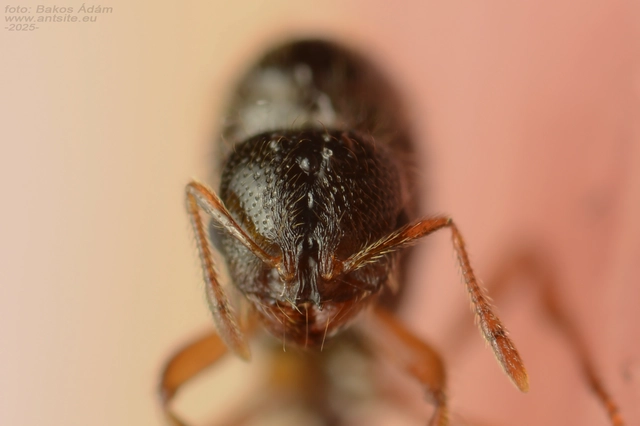 Solenopsis fugax - tolvajhangya