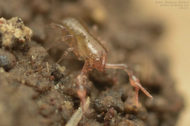 Chthoniidae