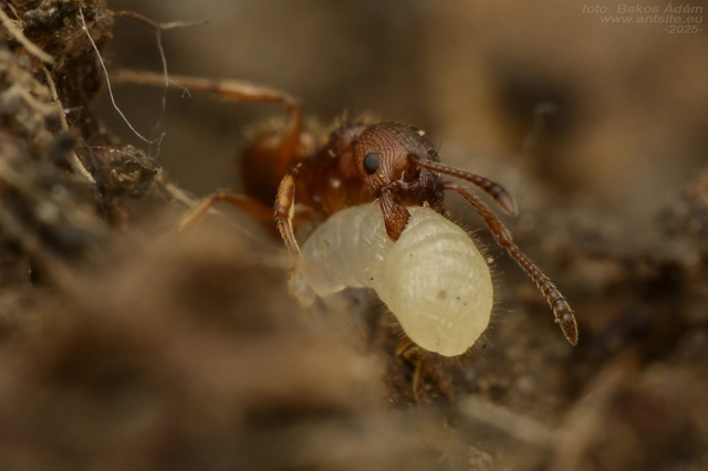 Myrmica gallienii - mocsári bütyköshangya