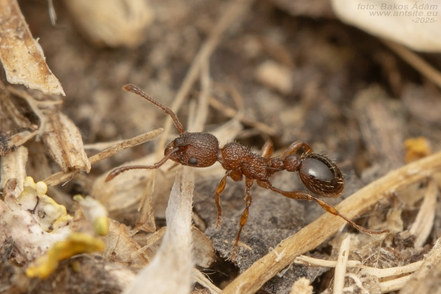 Myrmica specioides - pusztai bütyköshangya