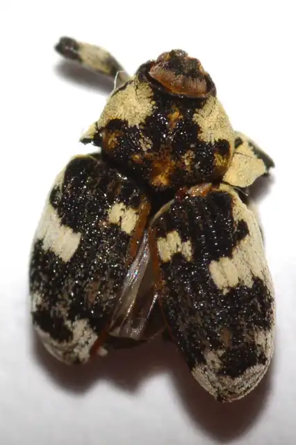 Hadroplontus trimaculatus - háromfoltos aszatormányos