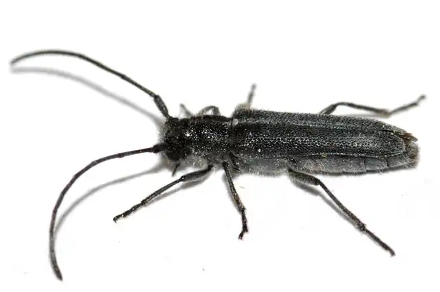 Phytoecia uncinata - szeplőlapucincér