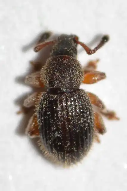 Brachysomus setiger - vastagcsápú gyepormányos