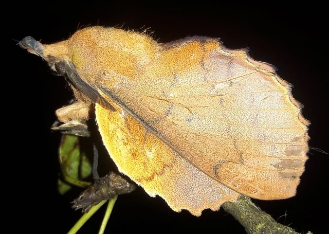 Gastropacha quercifolia - tölgylevélpohók